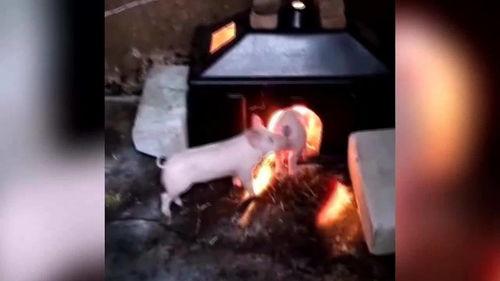 猪肉爆料搞笑视频,笑料横生的厨房奇遇记 第3张 猪肉爆料搞笑视频,笑料横生的厨房奇遇记 第3张